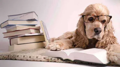 Dog reading